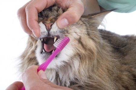 brushing a cat's teeth
