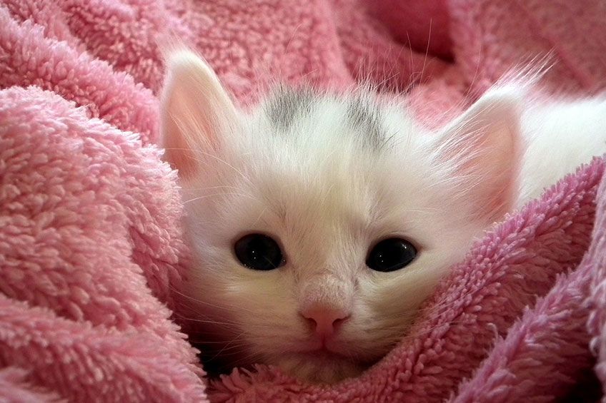 New born kitty!