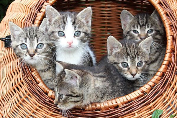 Make sure your cat is vaccinated