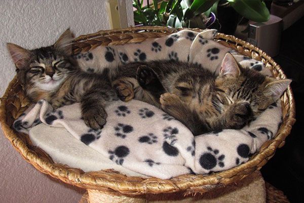 We treat your cats like family